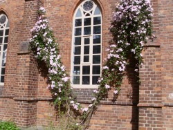 Bild aus dem Leben der Kirchenmäuse